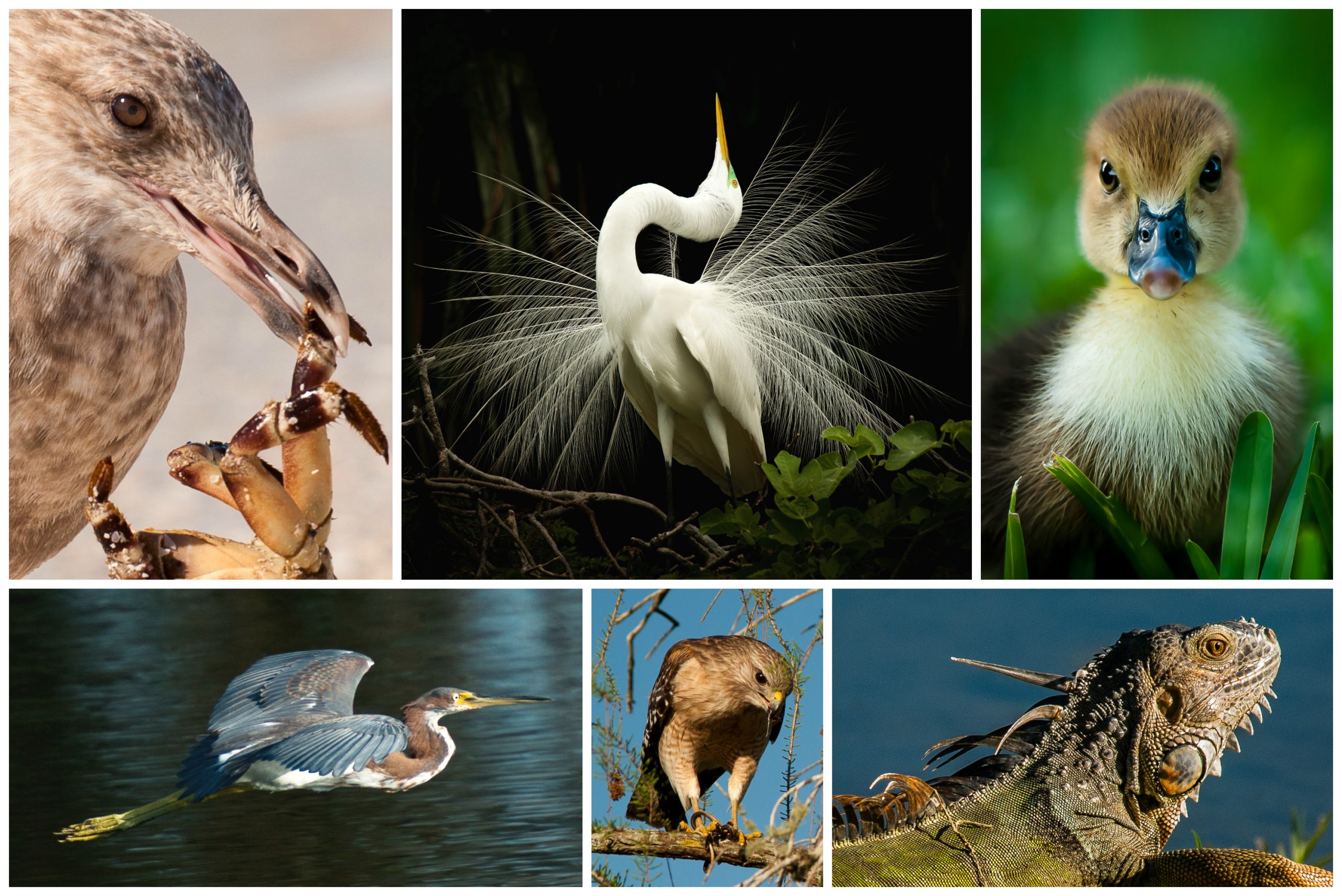 Florida nature collage by Jenny Rutterford Photography